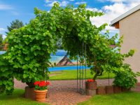 Weinranken und Pool